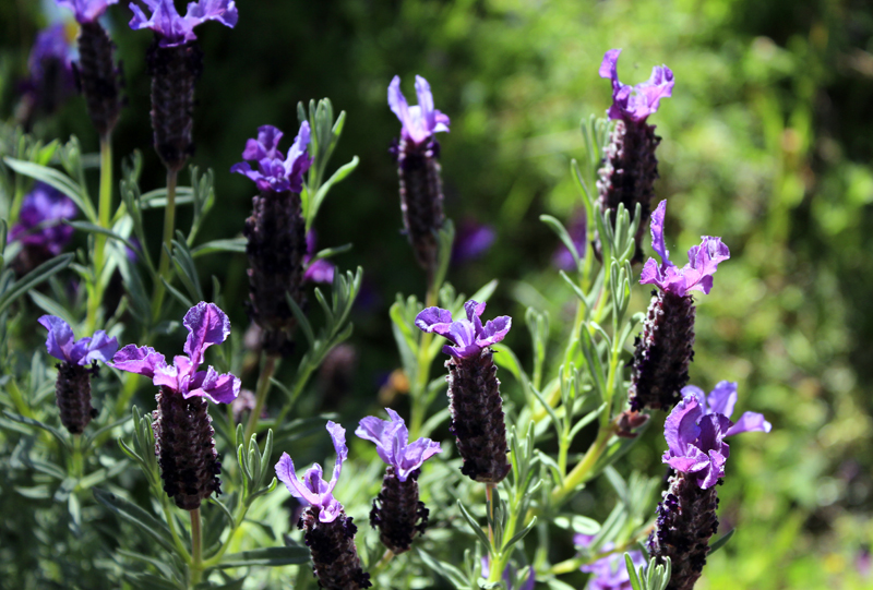2016-04-20_151316 sardinien-2016.jpg - Frhling auf Sardinen